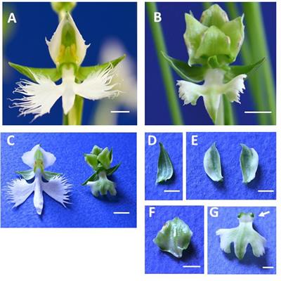 The Greenish Flower Phenotype of Habenaria radiata (Orchidaceae) Is Caused by a Mutation in the SEPALLATA-Like MADS-Box Gene HrSEP-1